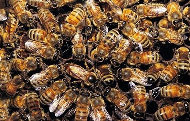 Пчелы «взяли в плен» посетителей кондитерской