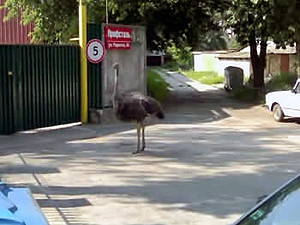 По городу разгуливает бесхозный страус