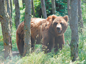 Украинских медведей будут спасать в 