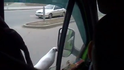В Запорожье голубь катается в маршрутке и просит семечки у водителя