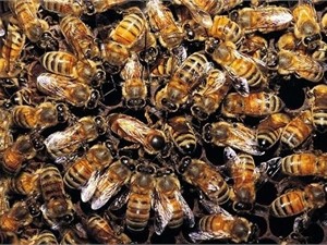 На Тернопольщине пасечника насмерть закусали собственные  пчелы