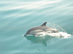 Аномальная жара убивает дельфинов