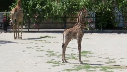 Жирафенок из Белогорска впервые увидел своего папу