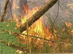 В России украинца обвиняют в поджоге 160 гектаров леса