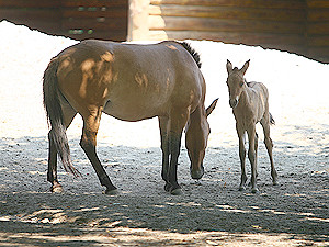 В зоопарке родилась лошадь Пржевальского