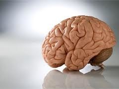 Ученые: человеческому мозгу больше некуда развиваться
