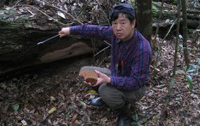 В лесу нашли грибочек весом в полтонны