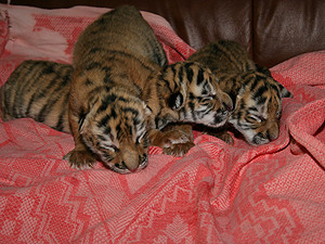 В Ялте родились тигрята-тройняшки