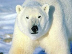 Белый медведь растерзал туриста на Шпицбергене 
