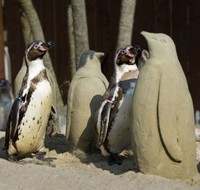 Одиноким пингвинам слепили друзей из песка