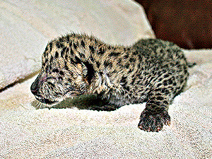 В Ялтинском зоопарке родился редкий амурский леопардик