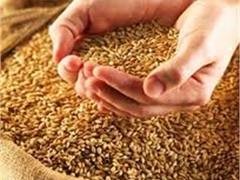 В Украине полностью собрали урожай ранних зерновых