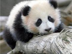 Жителей аризонского городка предупредили о нападении агрессивных панд