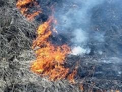 В Херсонской области на территории заповедника случился масштабный пожар