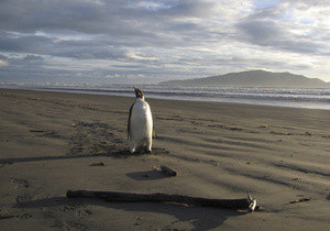 Пингвин, приплывший на курорт в Новую Зеландию, депортирован в Антарктиду