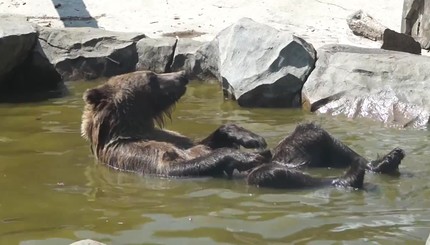 Как животные спасаются от жары в киевском зоопарке 