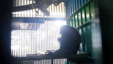 Для шимпанзе Ники привезли жениха из России 