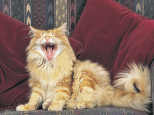 5 проблем поведения кошек, от которых страдают их хозяева