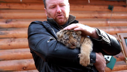 В Харькове в семье амурских тигров родились четыре малыша