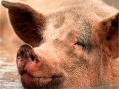 На Кубани у свиней обнаружили африканскую чуму
