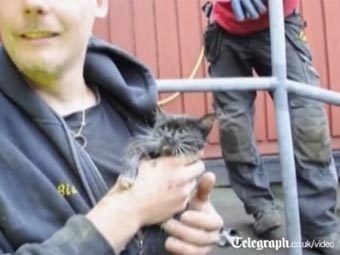 В Швеции завершена двухдневная операция по спасению котенка