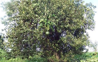 Садоводы в шоке: на грушевом дереве вдруг выросла тыква
