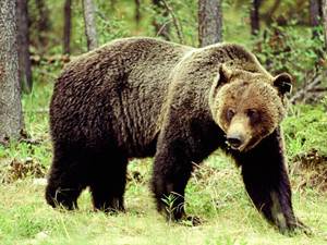 Охотник застрелил друга, пытаясь спасти его от медведя-гризли