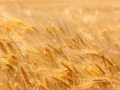 Украине становится не выгодно выращивать свою пшеницу