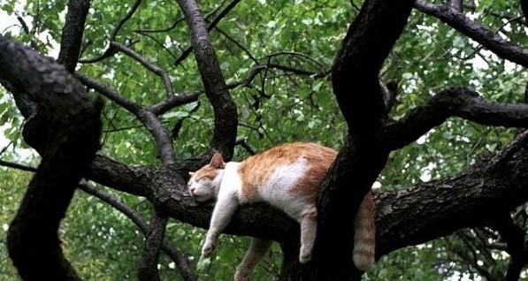 Украинцы выясняют, почему кошки напали на яблони