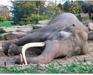 Спящий слон устроил пробку 