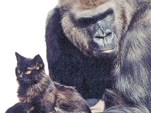Бездетная горилла кота усыновила 