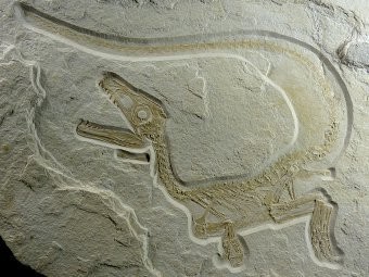 В Баварии найден отлично сохранившийся динозавр