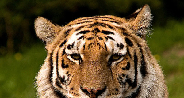 Еще двум животным киевского зоопарка грозит смерть