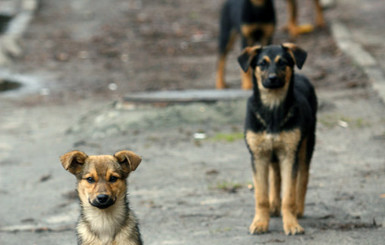 За полгода догхантеры обещают убить в городе всех бездомных псов