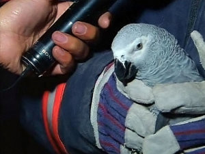 Турецкие спасатели извлекли из-под обломков попугая