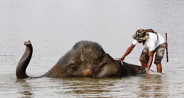Жители Тайланда пытаются спасти от гибели маленьких слонят