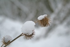 В Украине выпадет снег