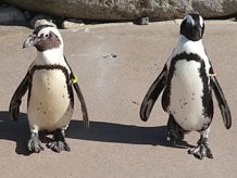 Влюбленным пингвинам-геям запретили жить вместе