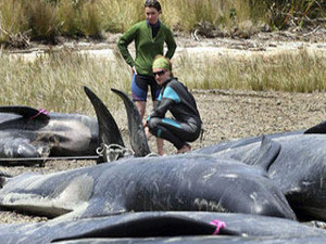 На берег выбросились более 60 черных дельфинов