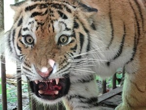 Раненный тигр напал на село  и перепугал всех жителей