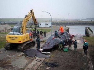 В Германии обнаружили кита, выброшенного на берег острова Пельворм