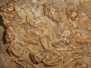 Гнездо динозавров найдено в Монголии 