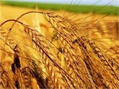 Украина продаст свою пшеницу Саудовской Аравии