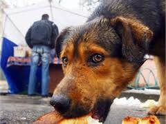 В Тернополе ветеринары издеваются над бездомными собаками