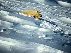Климат Арктики меняется: льды начинают таять, поглощая больше солнечной радиации