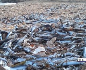 В Крыму от холода массово гибнет рыба