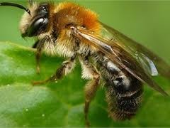 Крем с пчелиным ядом заменит уколы Ботокса