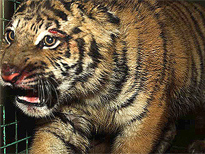 На окраине Москвы нашли редкого амурского тигра