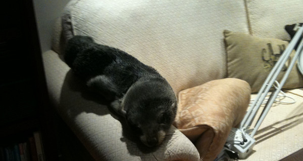 Морской котик пробрался в дом через мини-дверь и улегся на диван