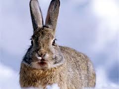 В Черниговской области от таинственной болезни массово гибнут зайцы